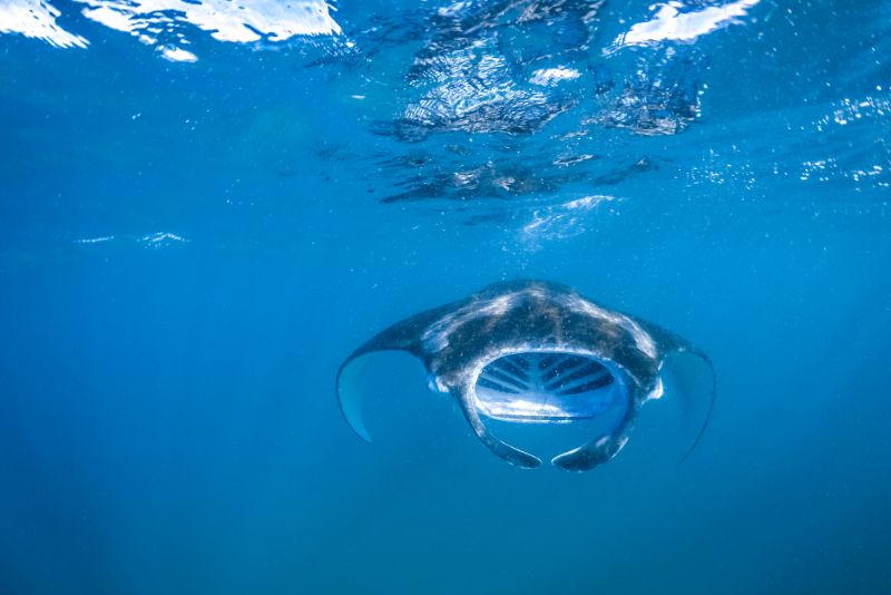 swim with manta rays big island of hawaii